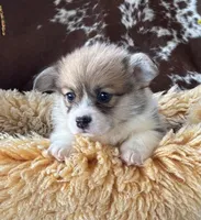 Rolo, a male Pembroke Welsh Corgi for sale in Lacey, WA – Photo 2 of 8