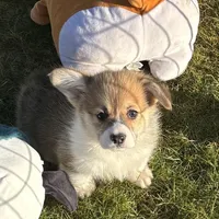 Rolo, a male Pembroke Welsh Corgi for sale in Lacey, WA – Photo 9 of 10