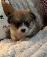 Rolo, a male Pembroke Welsh Corgi for sale in Lacey, WA – Photo 6 of 8