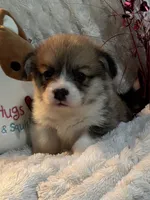 Rolo, a male Pembroke Welsh Corgi for sale in Lacey, WA – Photo 5 of 8