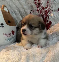 Rolo, a male Pembroke Welsh Corgi for sale in Lacey, WA – Photo 7 of 8