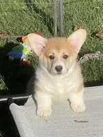 Rolo, a male Pembroke Welsh Corgi for sale in Lacey, WA – Photo 3 of 10