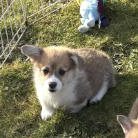 Rolo, a male Pembroke Welsh Corgi for sale in Lacey, WA – Photo 8 of 10