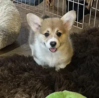 Rolo, a male Pembroke Welsh Corgi for sale in Lacey, WA – Photo 4 of 10