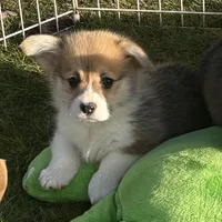Rolo, a male Pembroke Welsh Corgi for sale in Lacey, WA – Photo 10 of 10