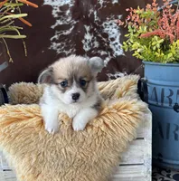 Rolo, a male Pembroke Welsh Corgi for sale in Lacey, WA – Photo 4 of 8