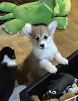 Rolo, a male Pembroke Welsh Corgi for sale in Lacey, WA – Photo 6 of 10