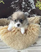 Rolo, a male Pembroke Welsh Corgi for sale in Lacey, WA – Photo 3 of 8