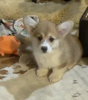 Rolo, a male Pembroke Welsh Corgi for sale in Lacey, WA – Photo 7 of 10