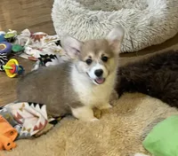 Rolo, a male Pembroke Welsh Corgi for sale in Lacey, WA – Photo 5 of 10