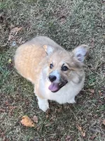 Sadie- FLUFFY, a female Pembroke Welsh Corgi for sale in Lacey, WA – 3 of 10