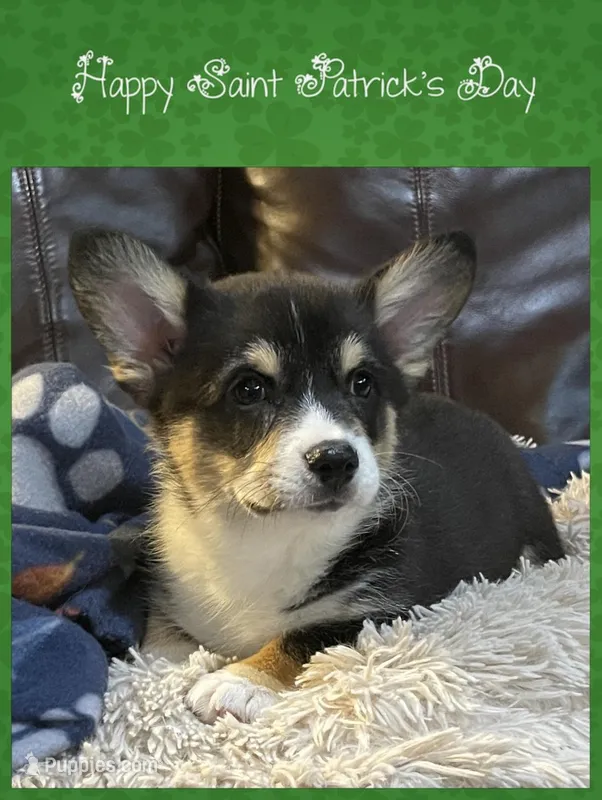 Oreo – Pembroke Welsh Corgi puppy for sale in Lacey, WA