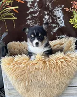 Oreo, a male Pembroke Welsh Corgi for sale in Lacey, WA – Photo 4 of 6