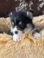 Oreo, a male Pembroke Welsh Corgi for sale in Lacey, WA – Photo 3 of 6