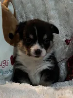 Oreo, a male Pembroke Welsh Corgi for sale in Lacey, WA – Photo 5 of 6