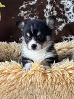 Oreo, a male Pembroke Welsh Corgi for sale in Lacey, WA – Photo 2 of 6