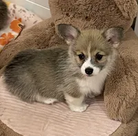 Gracie, a female Pembroke Welsh Corgi for sale in Lacey, WA – 4 of 6