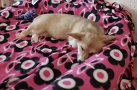Chloe, a female Pembroke Welsh Corgi for sale in Lacey, WA – 5 of 8