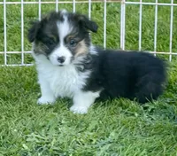 Cosmo~FLUFFY, a male Pembroke Welsh Corgi for sale in Lacey, WA – 4 of 7