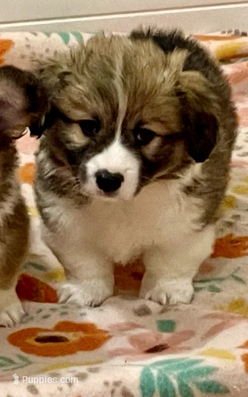 Frankie – Pembroke Welsh Corgi puppy for sale in Lacey, WA