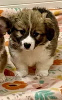 Frankie, a male Pembroke Welsh Corgi for sale in Lacey, WA – 1 of 3