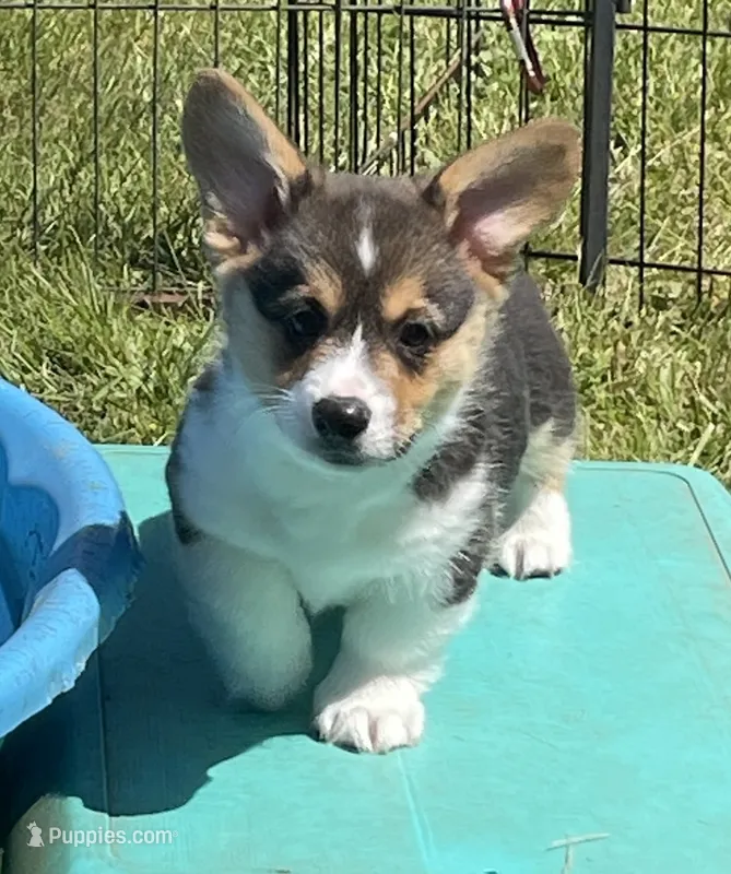 Oliver – Pembroke Welsh Corgi puppy for sale in Lacey, WA