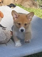Luna, a female Pembroke Welsh Corgi for sale in Lacey, WA – 9 of 9