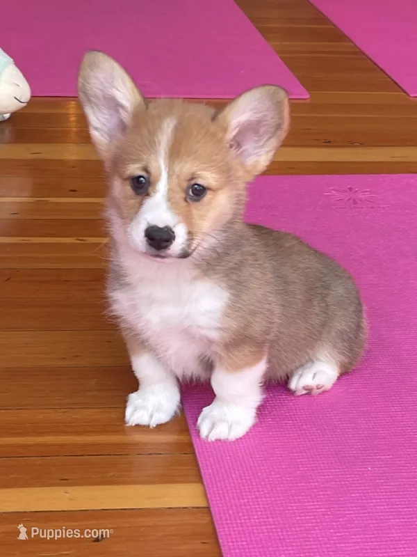 Stella – Pembroke Welsh Corgi puppy for sale in Lacey, WA