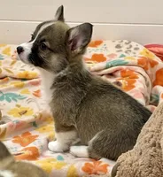 Nova, a female Pembroke Welsh Corgi for sale in Lacey, WA – 3 of 4