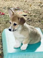 Chloe, a female Pembroke Welsh Corgi for sale in Lacey, WA – 8 of 8