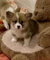 Ellie, a female Pembroke Welsh Corgi for sale in Lacey, WA – 3 of 5