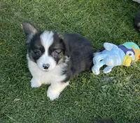 Gizmo, a male Pembroke Welsh Corgi for sale in Lacey, WA – 5 of 5