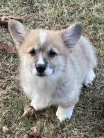 Peaches, a male Pembroke Welsh Corgi for sale in Lacey, WA – 3 of 8