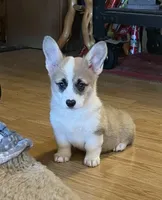 Popcorn, a female Pembroke Welsh Corgi for sale in Lacey, WA – 5 of 6