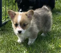 Harley, a male Pembroke Welsh Corgi for sale in Lacey, WA – Photo 3 of 9