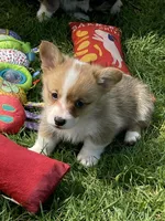 Harley, a male Pembroke Welsh Corgi for sale in Lacey, WA – Photo 7 of 9