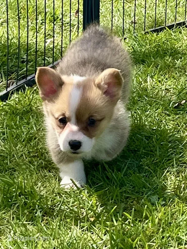 Harley – Pembroke Welsh Corgi puppy for sale in Lacey, WA