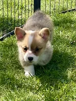 Harley, a male Pembroke Welsh Corgi for sale in Lacey, WA – Photo 1 of 9