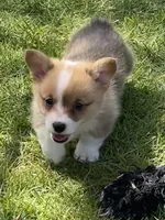 Harley, a male Pembroke Welsh Corgi for sale in Lacey, WA – Photo 2 of 9