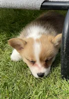 Harley, a male Pembroke Welsh Corgi for sale in Lacey, WA – Photo 9 of 9