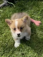 Harley, a male Pembroke Welsh Corgi for sale in Lacey, WA – Photo 4 of 9