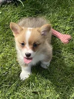 Harley, a male Pembroke Welsh Corgi for sale in Lacey, WA – Photo 6 of 9