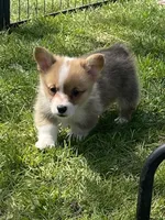 Harley, a male Pembroke Welsh Corgi for sale in Lacey, WA – Photo 5 of 9
