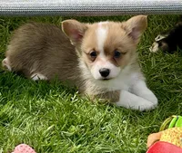 Harley, a male Pembroke Welsh Corgi for sale in Lacey, WA – Photo 8 of 9