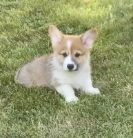 Gunner, a male Pembroke Welsh Corgi for sale in Lacey, WA – 7 of 9