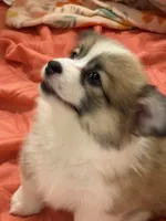 Zoey- FLUFFY, a female Pembroke Welsh Corgi for sale in Lacey, WA – 2 of 6