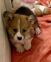 Stella, a female Pembroke Welsh Corgi for sale in Lacey, WA – 3 of 4