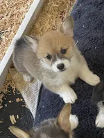 Lola, a female Pembroke Welsh Corgi for sale in Lacey, WA – 10 of 10