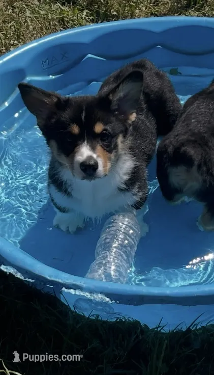 Angus – Pembroke Welsh Corgi puppy for sale in Lacey, WA