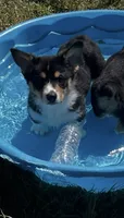 Angus, a male Pembroke Welsh Corgi for sale in Lacey, WA – 3 of 9